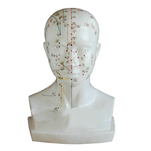 Life-size head acupuncture model